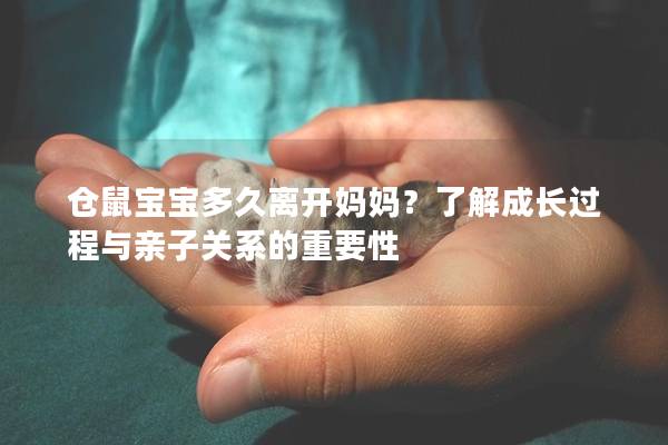 仓鼠宝宝多久离开妈妈？了解成长过程与亲子关系的重要性