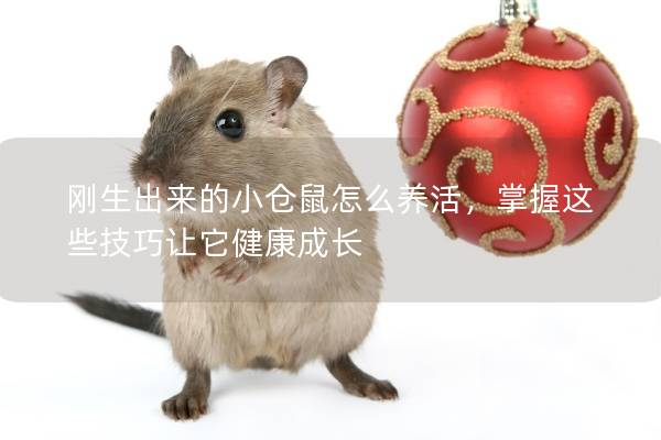 刚生出来的小仓鼠怎么养活，掌握这些技巧让它健康成长