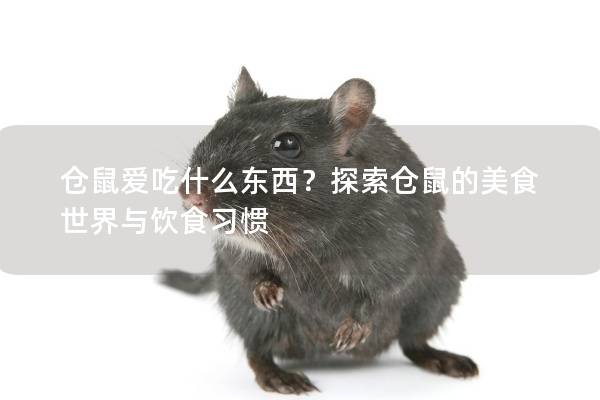 仓鼠爱吃什么东西？探索仓鼠的美食世界与饮食习惯