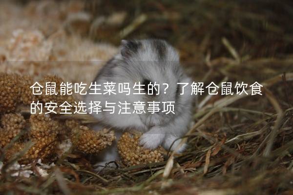 仓鼠能吃生菜吗生的？了解仓鼠饮食的安全选择与注意事项