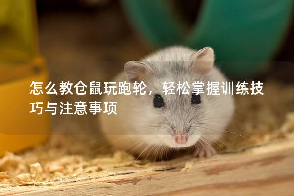 怎么教仓鼠玩跑轮，轻松掌握训练技巧与注意事项