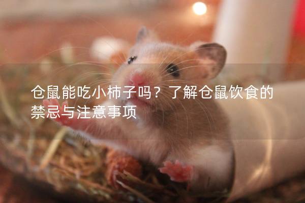 仓鼠能吃小柿子吗？了解仓鼠饮食的禁忌与注意事项