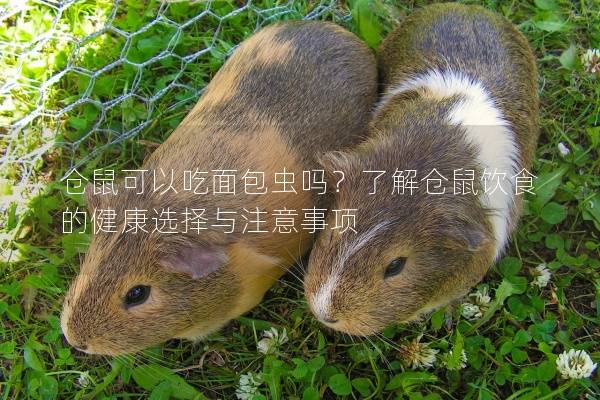 仓鼠可以吃面包虫吗？了解仓鼠饮食的健康选择与注意事项