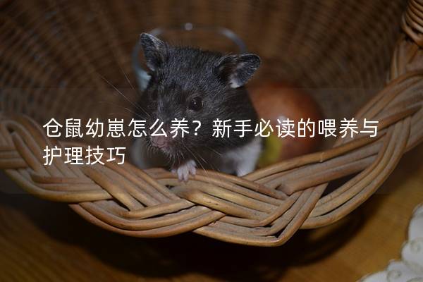 仓鼠幼崽怎么养？新手必读的喂养与护理技巧