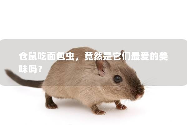 仓鼠吃面包虫，竟然是它们最爱的美味吗？