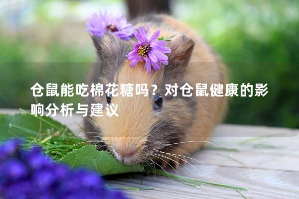 仓鼠能吃棉花糖吗？对仓鼠健康的影响分析与建议
