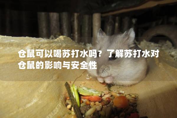仓鼠可以喝苏打水吗？了解苏打水对仓鼠的影响与安全性