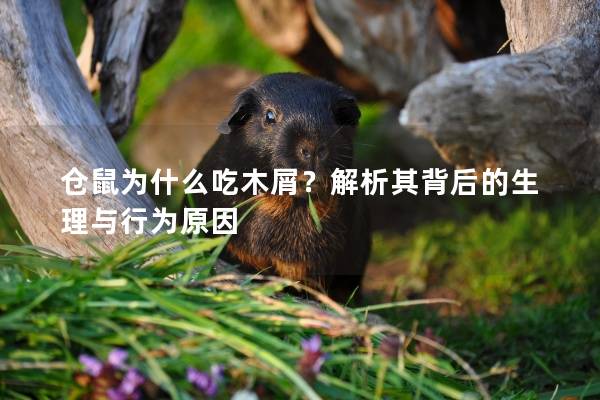 仓鼠为什么吃木屑？解析其背后的生理与行为原因
