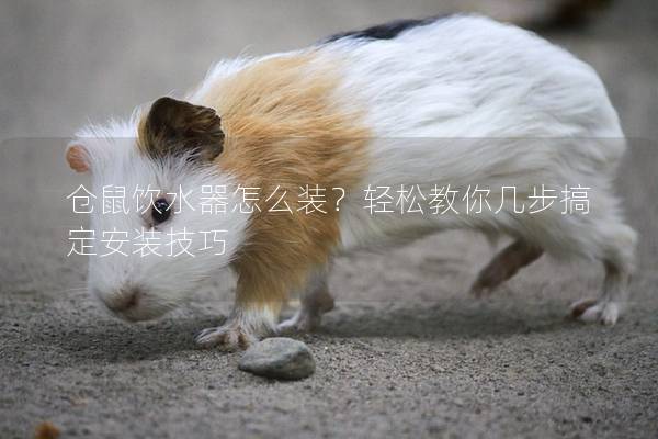 仓鼠饮水器怎么装？轻松教你几步搞定安装技巧