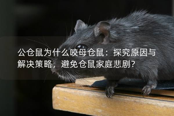 公仓鼠为什么咬母仓鼠：探究原因与解决策略，避免仓鼠家庭悲剧？