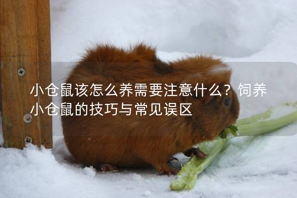 小仓鼠该怎么养需要注意什么？饲养小仓鼠的技巧与常见误区