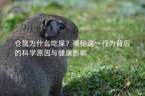 仓鼠为什么吃屎？揭秘这一行为背后的科学原因与健康影响