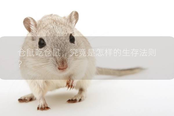 仓鼠吃仓鼠，究竟是怎样的生存法则？