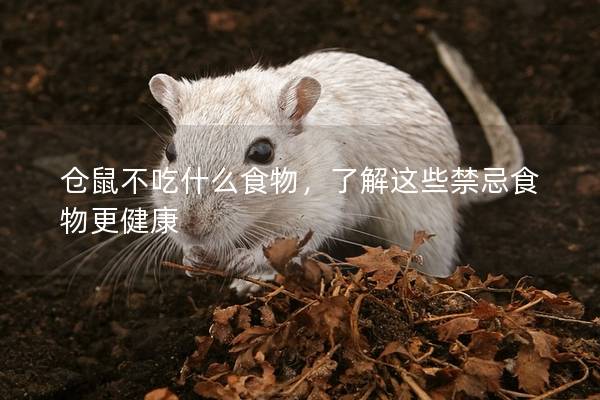 仓鼠不吃什么食物，了解这些禁忌食物更健康