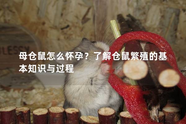 母仓鼠怎么怀孕？了解仓鼠繁殖的基本知识与过程