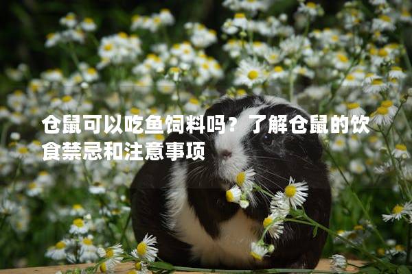 仓鼠可以吃鱼饲料吗？了解仓鼠的饮食禁忌和注意事项
