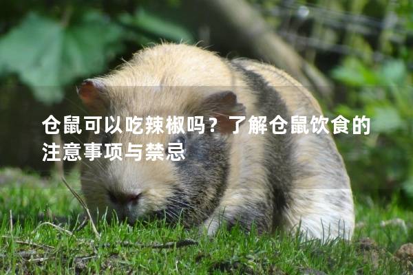 仓鼠可以吃辣椒吗？了解仓鼠饮食的注意事项与禁忌