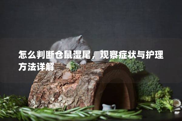 怎么判断仓鼠湿尾，观察症状与护理方法详解