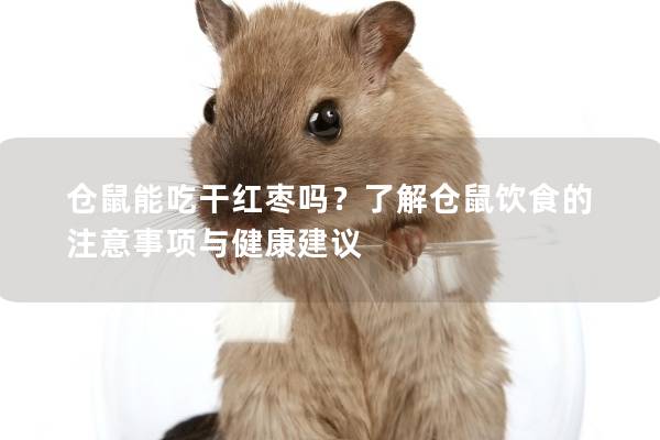 仓鼠能吃干红枣吗？了解仓鼠饮食的注意事项与健康建议