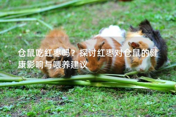 仓鼠吃红枣吗？探讨红枣对仓鼠的健康影响与喂养建议