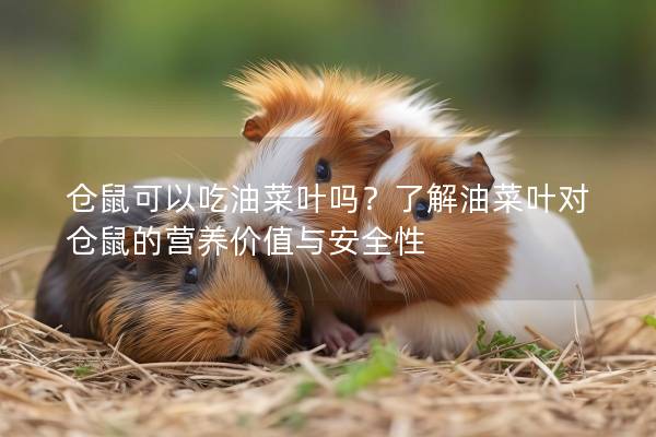 仓鼠可以吃油菜叶吗？了解油菜叶对仓鼠的营养价值与安全性