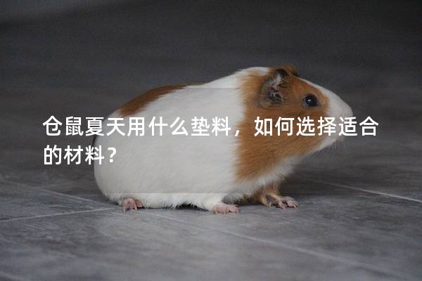 仓鼠夏天用什么垫料，如何选择适合的材料？