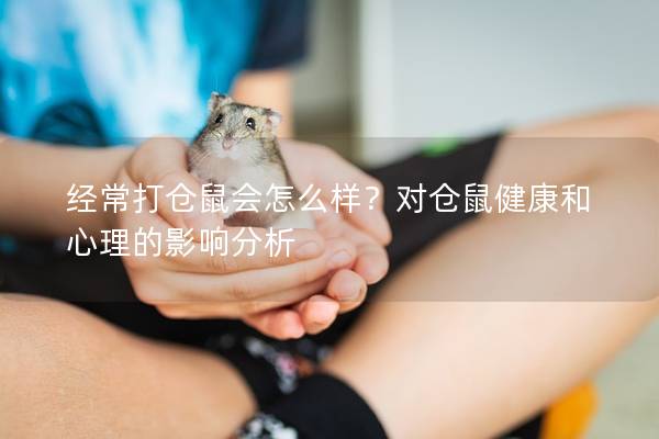 经常打仓鼠会怎么样？对仓鼠健康和心理的影响分析