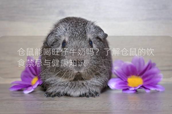 仓鼠能喝旺仔牛奶吗？了解仓鼠的饮食禁忌与健康知识