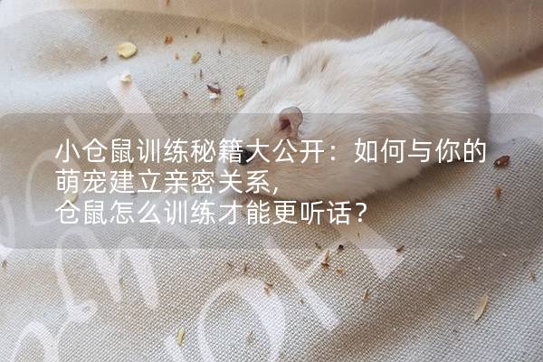 小仓鼠训练秘籍大公开：如何与你的萌宠建立亲密关系, 仓鼠怎么训练才能更听话？