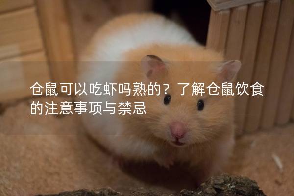 仓鼠可以吃虾吗熟的？了解仓鼠饮食的注意事项与禁忌