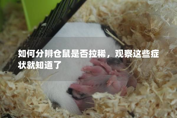 如何分辨仓鼠是否拉稀，观察这些症状就知道了