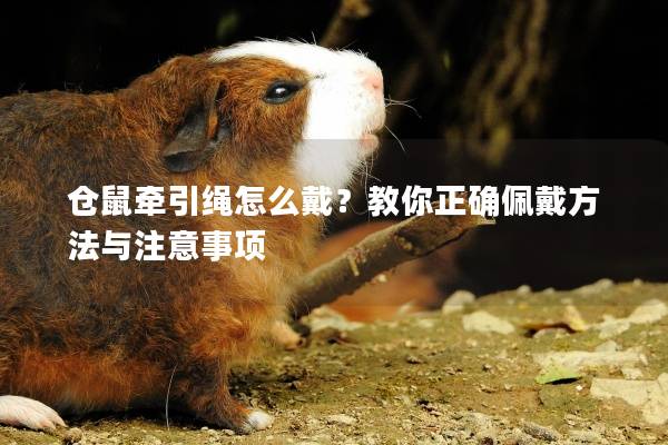 仓鼠牵引绳怎么戴？教你正确佩戴方法与注意事项