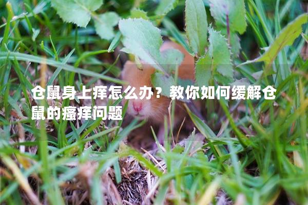 仓鼠身上痒怎么办？教你如何缓解仓鼠的瘙痒问题