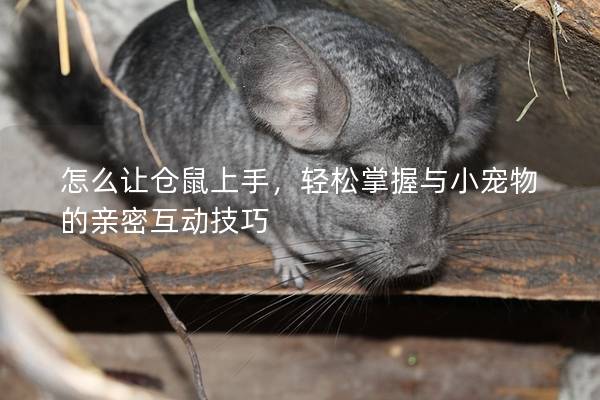 怎么让仓鼠上手，轻松掌握与小宠物的亲密互动技巧