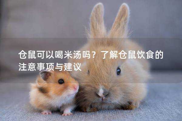 仓鼠可以喝米汤吗？了解仓鼠饮食的注意事项与建议