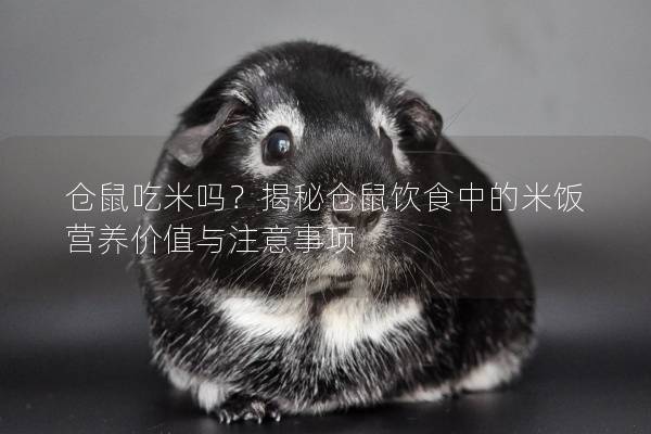 仓鼠吃米吗？揭秘仓鼠饮食中的米饭营养价值与注意事项