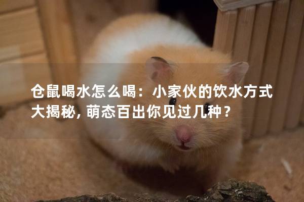 仓鼠喝水怎么喝：小家伙的饮水方式大揭秘, 萌态百出你见过几种？