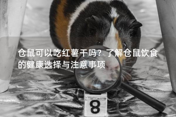 仓鼠可以吃红薯干吗？了解仓鼠饮食的健康选择与注意事项
