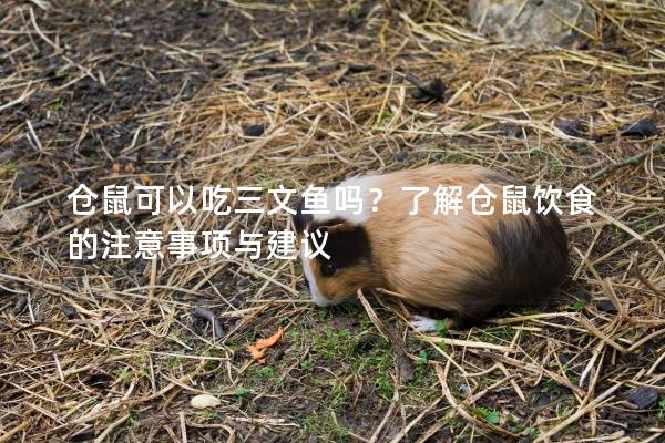 仓鼠可以吃三文鱼吗？了解仓鼠饮食的注意事项与建议