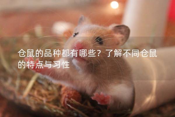 仓鼠的品种都有哪些？了解不同仓鼠的特点与习性