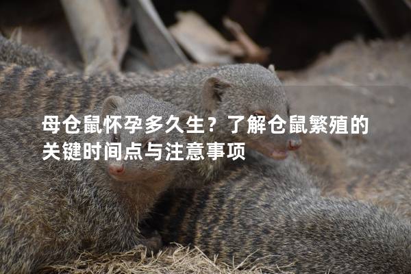 母仓鼠怀孕多久生？了解仓鼠繁殖的关键时间点与注意事项