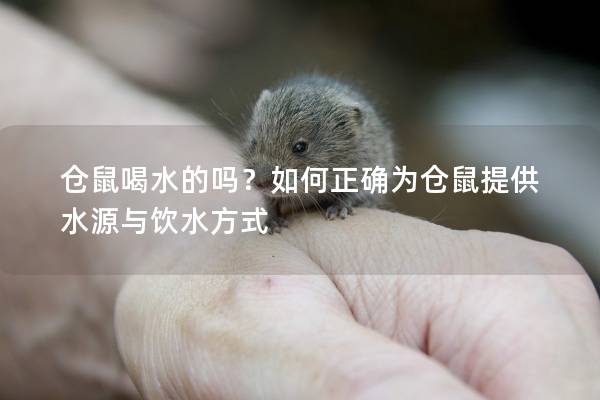 仓鼠喝水的吗？如何正确为仓鼠提供水源与饮水方式