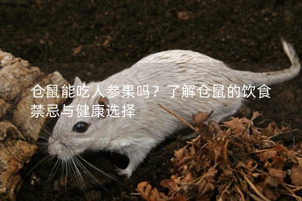 仓鼠能吃人参果吗？了解仓鼠的饮食禁忌与健康选择