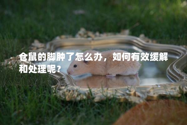 仓鼠的脚肿了怎么办，如何有效缓解和处理呢？