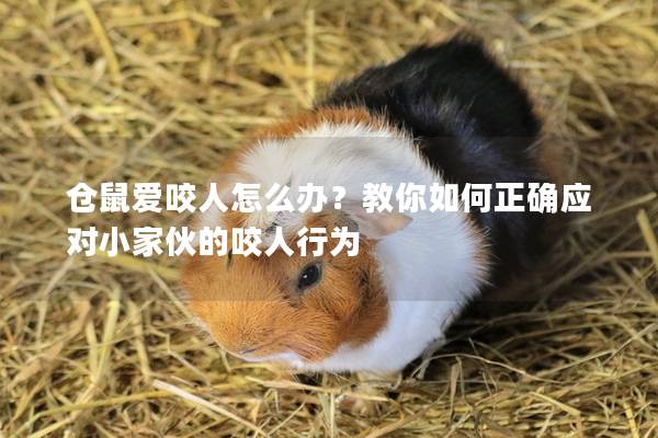 仓鼠爱咬人怎么办？教你如何正确应对小家伙的咬人行为