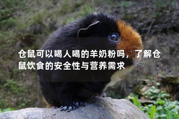 仓鼠可以喝人喝的羊奶粉吗，了解仓鼠饮食的安全性与营养需求