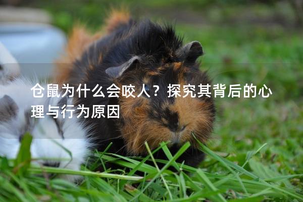 仓鼠为什么会咬人？探究其背后的心理与行为原因