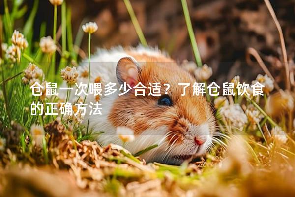 仓鼠一次喂多少合适？了解仓鼠饮食的正确方法