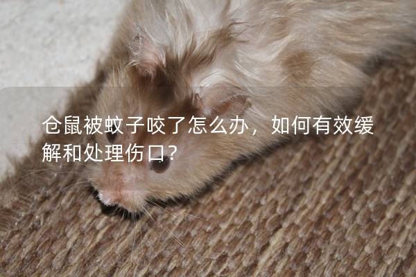 仓鼠被蚊子咬了怎么办，如何有效缓解和处理伤口？