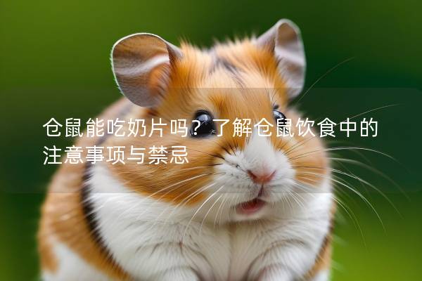 仓鼠能吃奶片吗？了解仓鼠饮食中的注意事项与禁忌